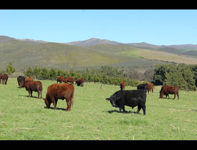 118HA FARM FOR SALE IN GREYTON